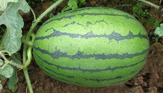 吃瓜视频都在那里看到了,吃瓜视频热门聚集地大揭秘！