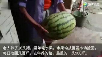 去哪看吃瓜的完整视频,带你领略网络娱乐新风向