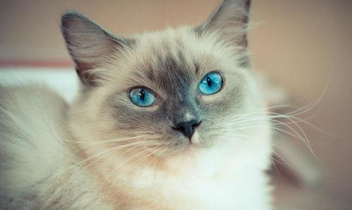 布偶猫吃哈密瓜好吗视频,美味还是禁忌？