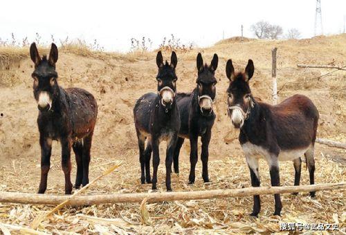 二驴吃瓜视频在线观看,揭秘网络红人幕后故事