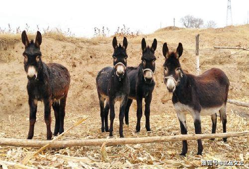 怎么看驴姐吃瓜视频呢,趣味横生的网络现象解析