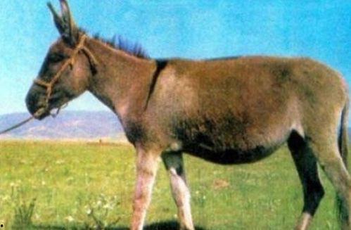 怎么看驴姐吃瓜视频呢,趣味横生的网络现象解析