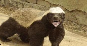 带你吃瓜搞笑视频平头哥,带你吃瓜笑翻天！