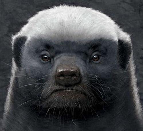 带你吃瓜搞笑视频平头哥,带你吃瓜笑翻天！