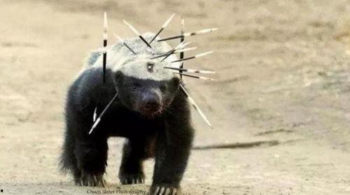 带你吃瓜搞笑视频平头哥,带你吃瓜笑翻天！