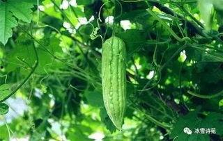 空调里吃瓜视频,空调里吃瓜的欢乐时光