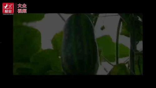 吃瓜扬州视频,揭秘当地美食文化盛宴