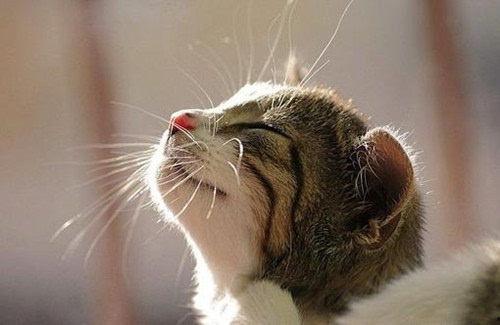 上海猫咪吃瓜视频播放,萌态可掬引网友热议