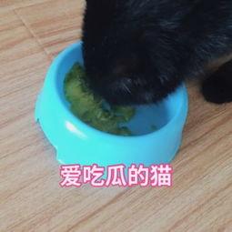 上海猫咪吃瓜视频播放,萌态可掬引网友热议