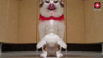 上海猫咪吃瓜视频播放,萌态可掬引网友热议