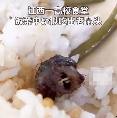 郑州老鼠事件吃瓜视频,一场吃瓜群众的视觉盛宴