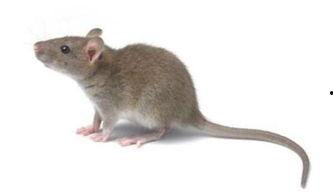 郑州老鼠事件吃瓜视频,一场吃瓜群众的视觉盛宴