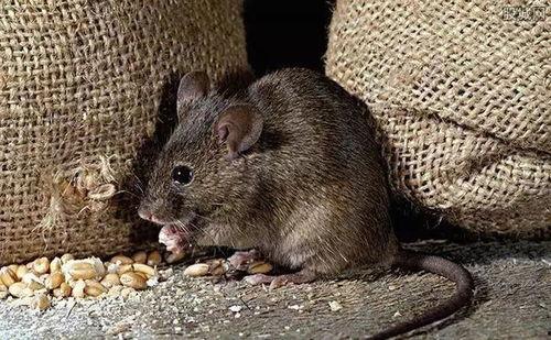 郑州老鼠事件吃瓜视频,一场吃瓜群众的视觉盛宴