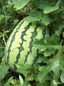 瓜地里吃瓜视频,一场吃瓜视频引发的欢乐盛宴