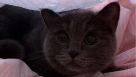 小猫咪吃瓜搞笑视频,萌态可掬萌翻网友