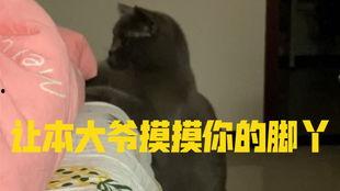 小猫咪吃瓜搞笑视频,萌态可掬萌翻网友