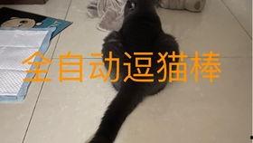 小猫咪吃瓜搞笑视频,萌态可掬萌翻网友