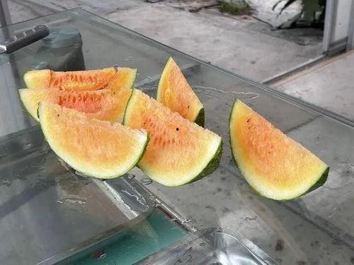 最美的吃瓜视频,揭秘最美吃瓜视频背后的精彩瞬间