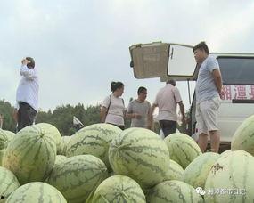 农民伯伯的吃瓜视频,瓜香四溢的乡村生活