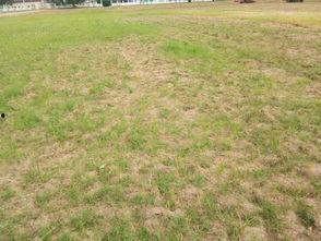 农民伯伯的吃瓜视频,瓜香四溢的乡村生活