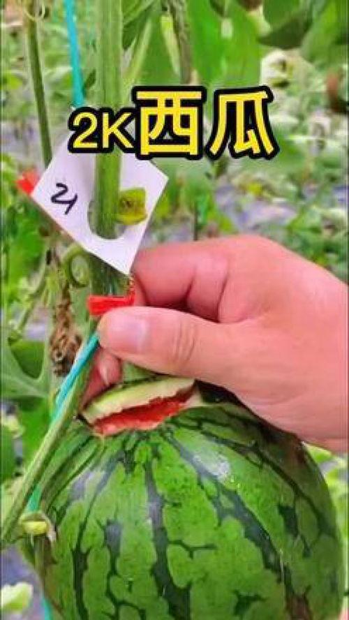 做吃瓜视频带货,揭秘热门吃瓜视频背后的带货攻略