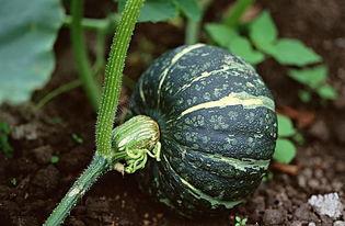 库尔勒吃瓜视频下载