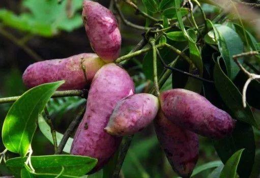 野外吃野生八月瓜视频,揭秘八月瓜的野生美味之旅