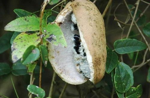 野外吃野生八月瓜视频,揭秘八月瓜的野生美味之旅