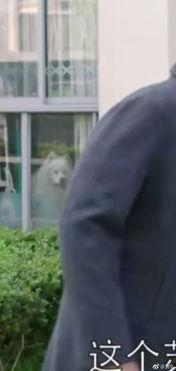 吃瓜群众打枪视频大全集,趣味射击瞬间回顾