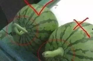 小孩吃挂藤瓜视频大全播放,趣味视频大盘点