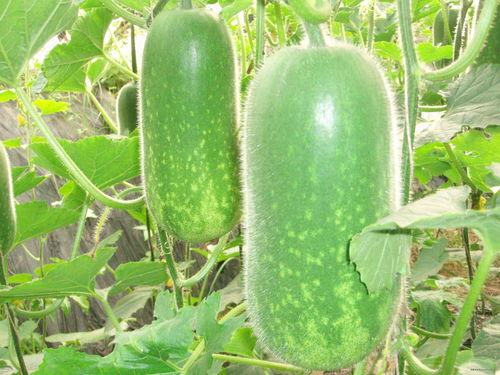 葛店吃瓜视频大全,揭秘网络热点背后的故事