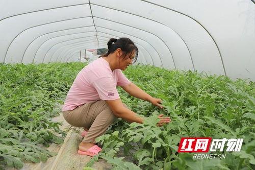 农民大棚吃瓜视频,农民吃瓜视频走红网络