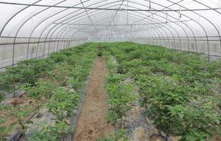 农民大棚吃瓜视频,农民吃瓜视频走红网络