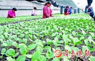 农民大棚吃瓜视频,农民吃瓜视频走红网络